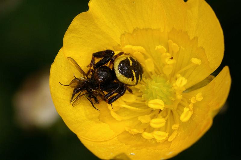 Synaema_globosum_D4948_Z_90_Les Gris_Frankrijk.jpg